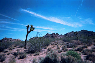 joshua trees