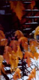 Leaves Leaving the Apartment Leaves Leaving the Apartment